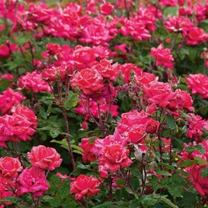 DOUBLE KNOCKOUT (floribunda)